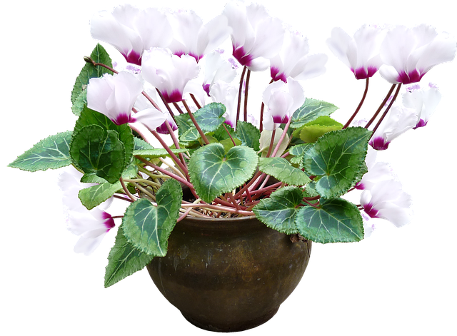 cyclamen plante toxique pour le chat